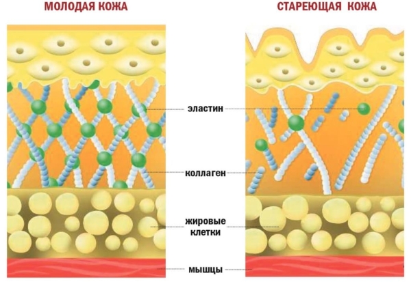 Рейтинг лучших препаратов морского коллагена на 2026 год